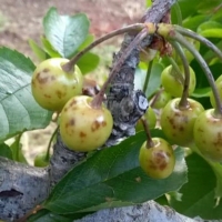 Preocupación entre los cereceros por la decisión del Ministerio