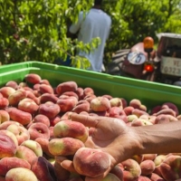UPA denuncia la especulación de las centrales en la campaña de la fruta