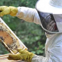 UPA alerta de los bajos precios y los efectos del cambio climático en la apicultura