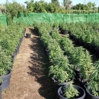 Desmantelan un cultivo de marihuana con más de 250 plantas