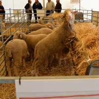 Remate final de 6.200 euros en la subasta de la feria ganadera en la Siberia
