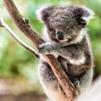 Declaran funcionalmente extinto al koala en Australia
