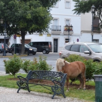 Un poni conquista Puerta de Palmas