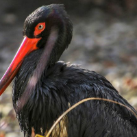 ¿Es posible recuperar la cigüeña negra en Extremadura?