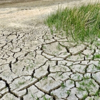 El cambio climático muta la agricultura extremeña