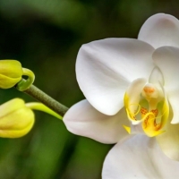 Adenex celebra este fin de semana el Día de la Orquídea en Losar de la Vera