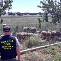 Se apodera de los animales, de más de medio centenar de cencerros y 1.000 kilos de pienso