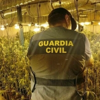 Cultivan 2.350 plantas de marihuana en naves industriales de La Haba