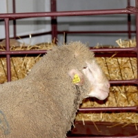 La diputación subasta 113 ovejas en las ferias ganaderas de mayo