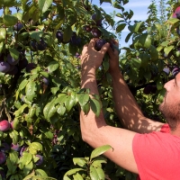 El campo extremeño convoca cinco días de huelga