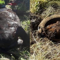 Rescate de un asno dentro de un pozo