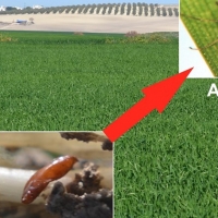 Propuestas para luchar contra el mosquito del trigo en Extremadura