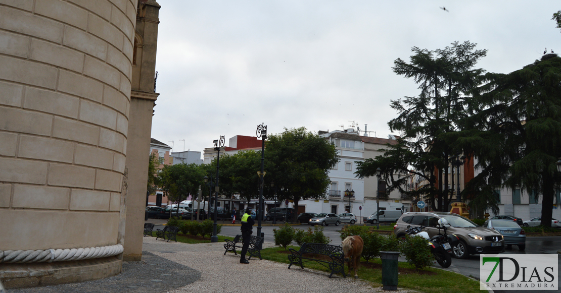 Un poni conquista Puerta de Palmas