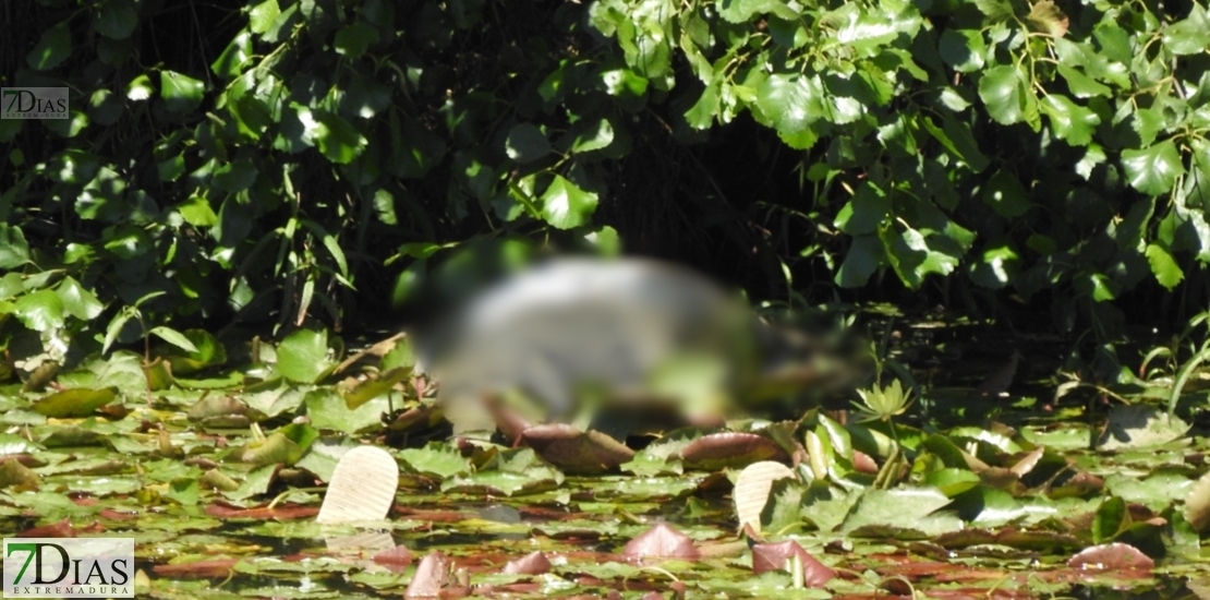 Investigan las causas de la muerte del cadáver que apareció flotando en el Guadiana