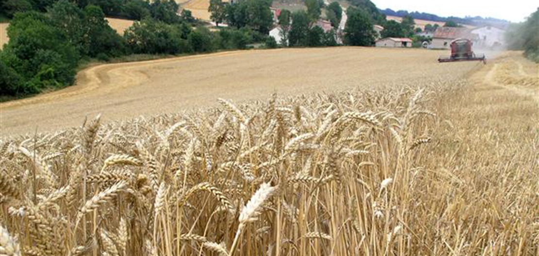 Estiman una cosecha de cereales de más de 900.000 toneladas en Extremadura