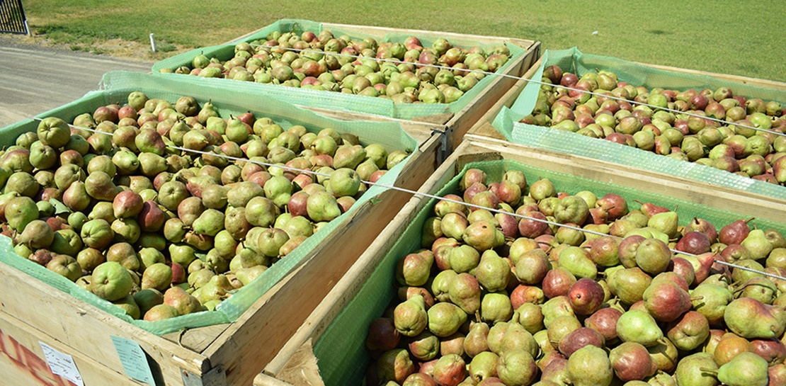 El campo extremeño vuelve a amenazar con huelga tras el incumplimiento del SMI