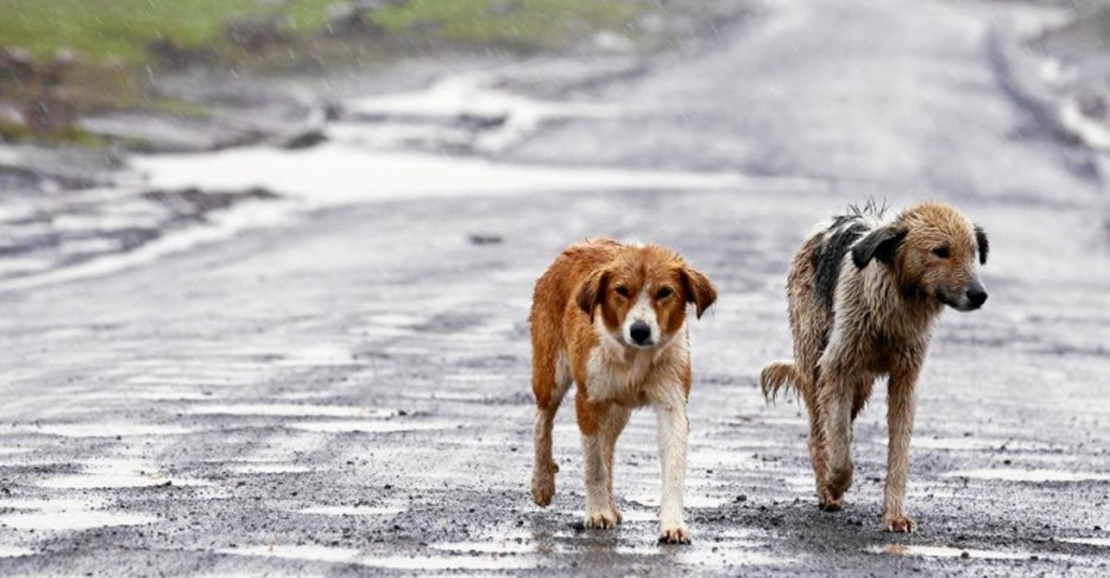 A prisión por matar a un perro a pedradas en Mérida en presencia de su hijo menor