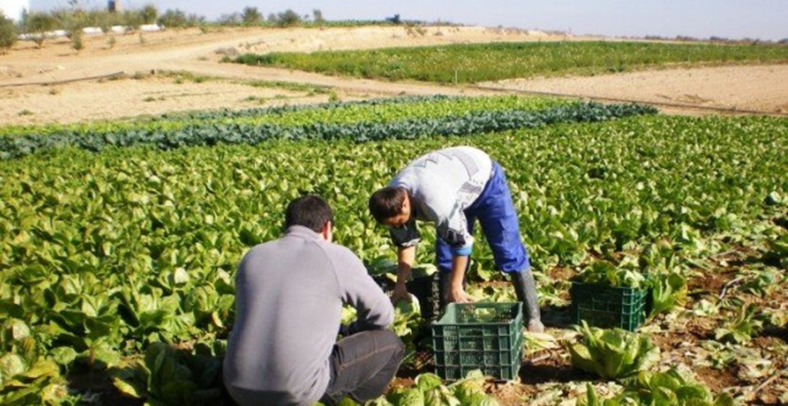 Extremadura recibirá 16,4 millones para programas agrícolas y ganaderos