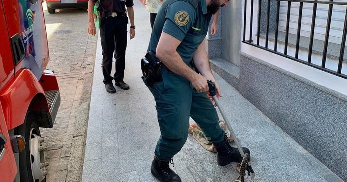 Capturan una culebra de más de metro y medio en el canalón de una vivienda