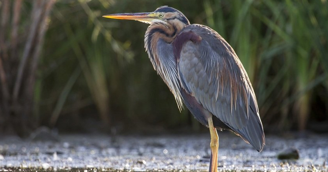 Extremadura invita a los madrileños a observar la naturaleza de la región