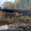 Incendio forestal en Balboa (Badajoz)