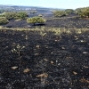 REPOR: Imágenes del incendio en La Raya