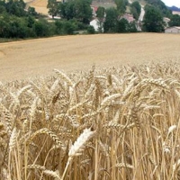 Desciende un 33% la cosecha de cereales en Extremadura
