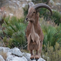 Extremadura y Portugal trabajarán conjuntamente para proteger su flora y fauna