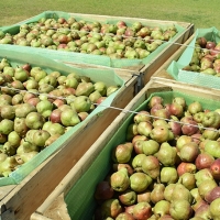 El campo extremeño vuelve a amenazar con huelga tras el incumplimiento del salario mínimo