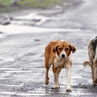 A prisión por matar a un perro a pedradas en Mérida en presencia de su hijo