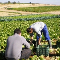 Extremadura recibirá 16,4 millones para programas agrícolas y ganaderos