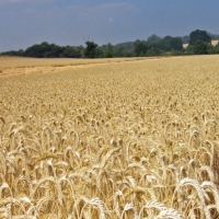 Reclaman ayudas para el cereal y medidas contra las enfermedades