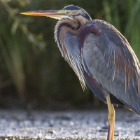 Extremadura invita a los madrileños a observar la naturaleza de la región