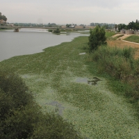 Licitada la empresa que se encargará de la limpieza de las márgenes del río