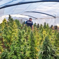 Descubren 238 plantas de marihuana en Tres Arroyos