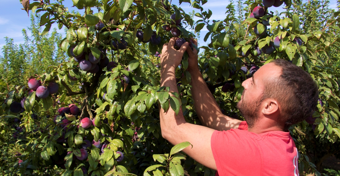 Los jornaleros impiden la entrada y salida de fruta para reivindicar la subida del SMI