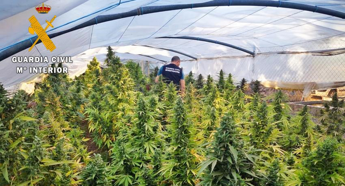 Descubren 238 plantas de marihuana en Tres Arroyos