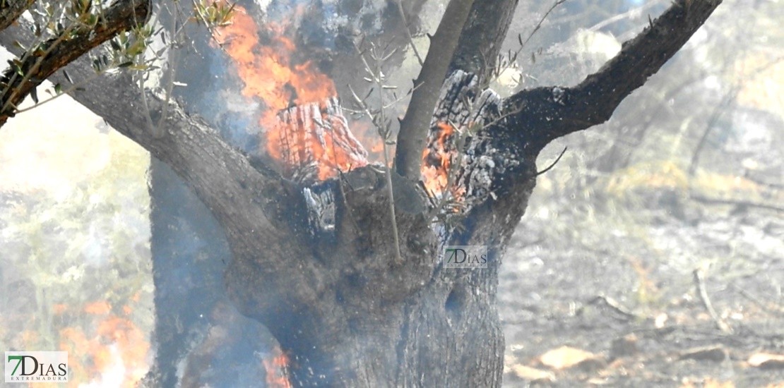 REPOR - Imágenes del incendio forestal entre Almendral y Valverde de Leganés