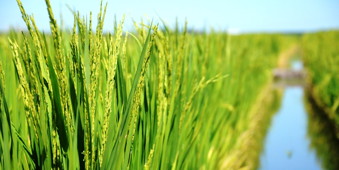 La tecnología llega a los cultivos de arroz extremeños
