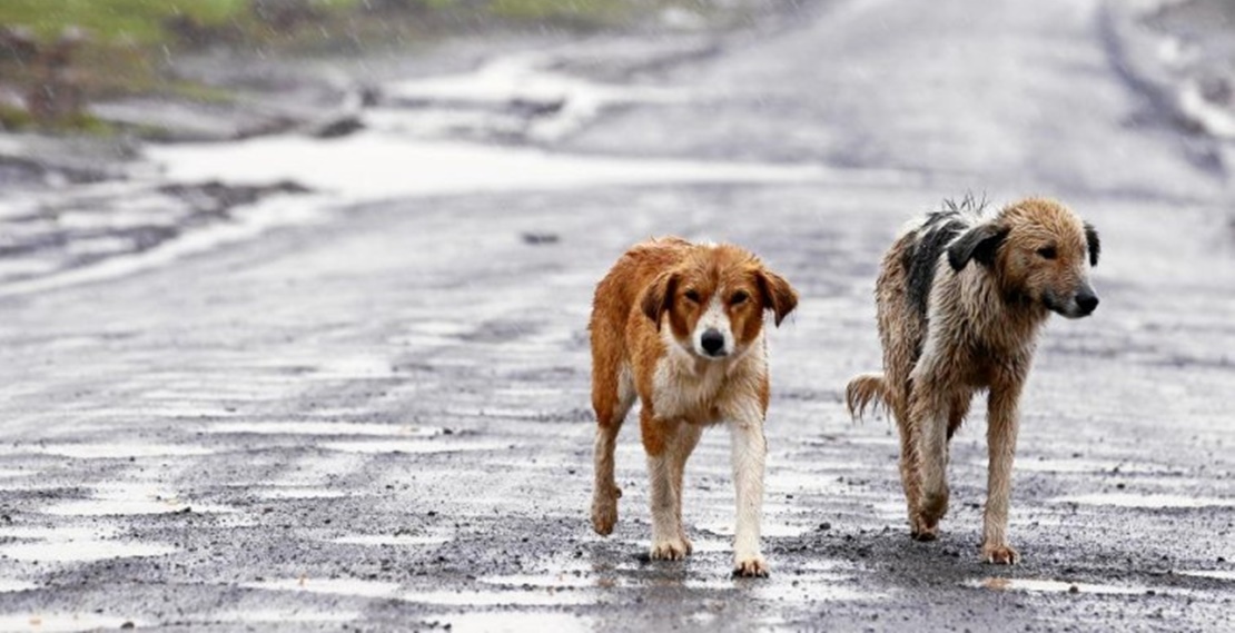 Más de 138.000 perros y gatos fueron abandonados en España en 2018