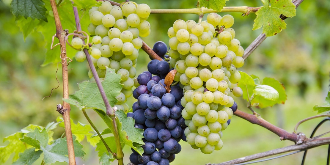 UPA propone almacenar parte de la producción de vino para conseguir estabilizar los precios