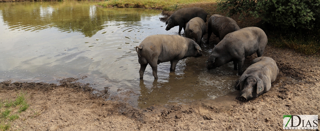 Plantean la salida del cerdo ibérico de bellota de la actual Norma de Calidad