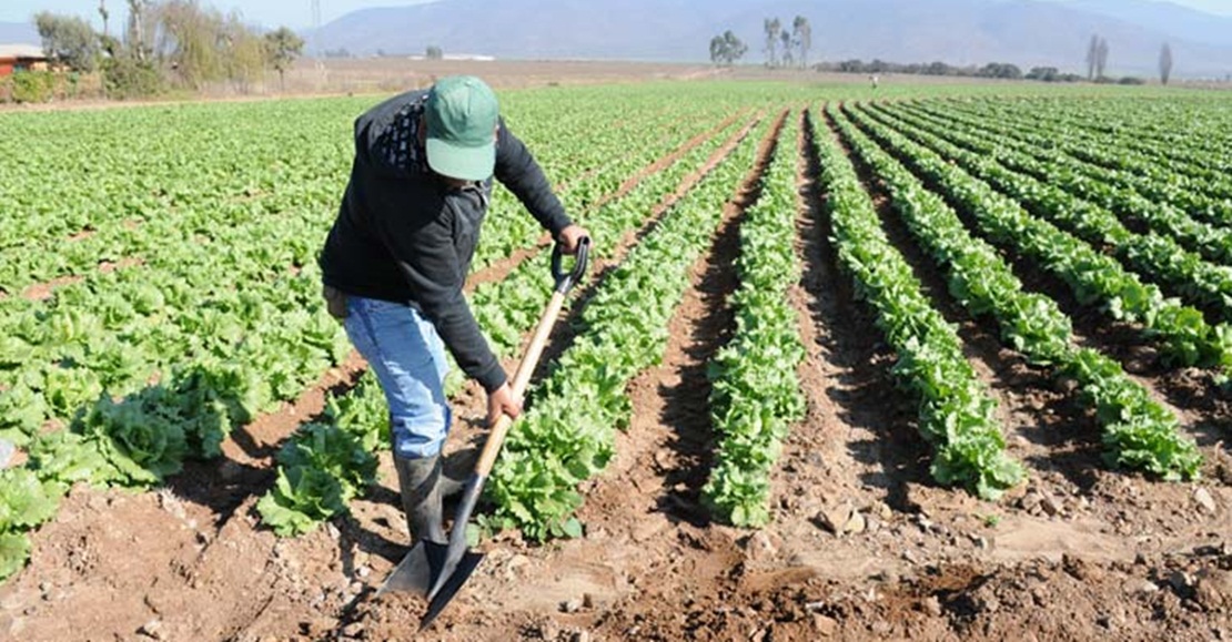 Asaja alerta sobre la subida del paro agrícola en la región por la &quot;sinrazón&quot; de los sindicatos