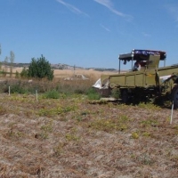 UPA cifra en más de 336 millones de euros las pérdidas por sequía en el campo