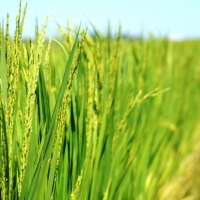 La tecnología llega a los cultivos de arroz extremeños