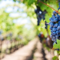 Extremadura recibe 18,5 millones de euros para la reestructuración de viñedo