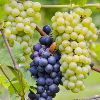 UPA propone almacenar parte de la producción de vino para conseguir estabilizar los precios