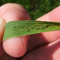 Autorizada la campaña de tratamiento fitosanitario contra la pudenta del arroz