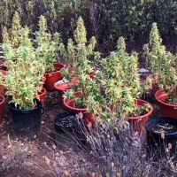 Desmantelan una plantación de marihuana con 87 plantas en Cáceres