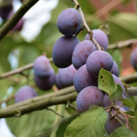 UPA denuncia que se vendan miles de toneladas de fruta al día sin cumplir la ley